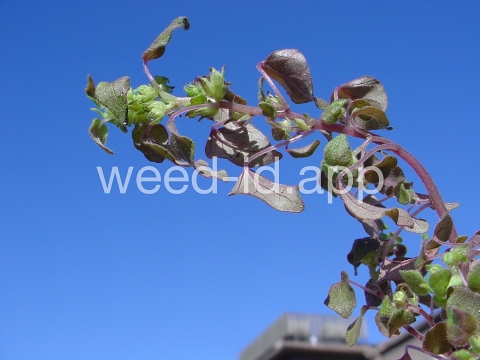 pellitory, Florida
